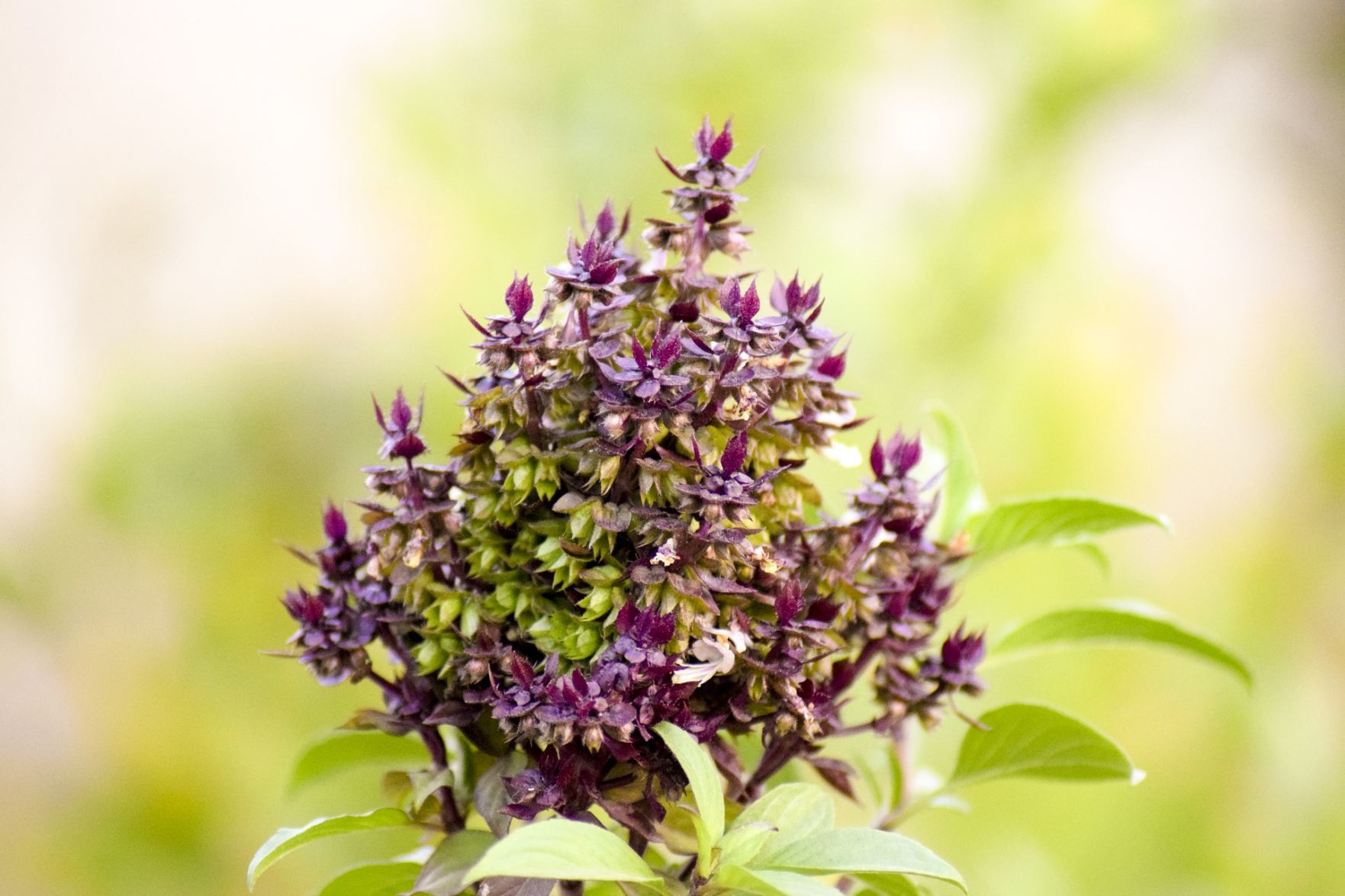 Holy basil